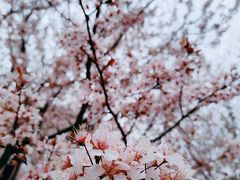 -上海滨江森林公园