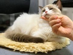 -momokira米努特·德文卷毛猫·棉花面纱犬