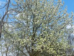 -盘龙城国家考古遗址公园