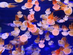 -芜湖新华联大白鲸海洋公园
