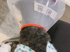 -宠爱国际动物医院· 猫科· 外科·中兽医(长白店)