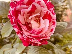 -兰陵国家农业公园