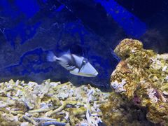 -沙沙哗啦海洋馆(华宇百花谷店)