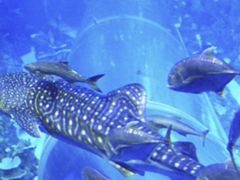 -成都浩海立方海洋公园