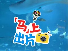 -烟台海昌鲸鲨海洋公园