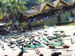 -西双版纳原始森林公园