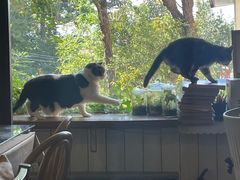 -海边的猫和咖啡馆
