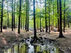 -白水寺森林公园