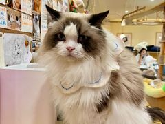 -滚猫咖啡·猫咖·猫友好撸猫(未来城店)