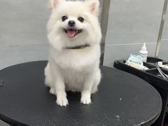 -宠福鑫康馨动物医院·骨科·眼科