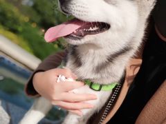 -翊宠yipet猫狗购宠庄园犬舍•猫舍