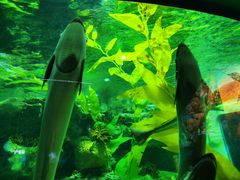 -海合安成都极地海洋公园