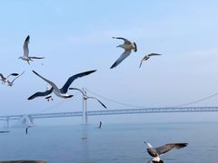 -大连星海广场音乐喷泉