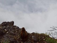 -峨嵋山金顶