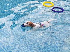 -汪说喵讲宠物乐园宠物酒店(红星美凯龙店)