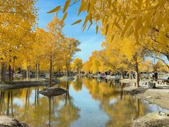-金塔沙漠胡杨林景区