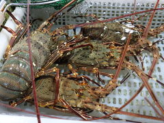 -外伶仃岛海鲜市场
