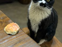 -喜多萌中农锦绣动物医院24H·猫科·牙科MRI·CT