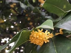 -CoCo壱番屋(久光百货店)