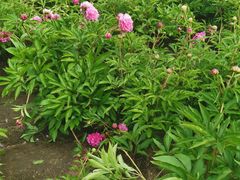 -长春公园(普阳街道)