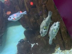-蓬莱欧乐堡海洋极地世界