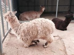 -意大利农场度假村