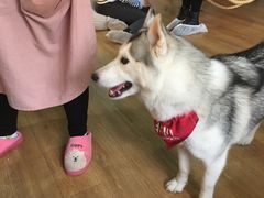 -Husky Go! 哈士奇体验馆·宠物咖啡厅狗咖