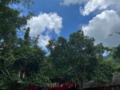 -西双版纳原始森林公园