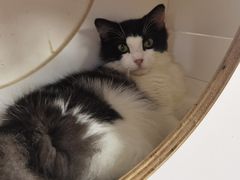 -楼上猫咖(罗湖店)