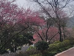 -桃花岭景区