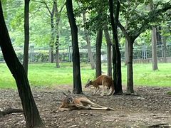 -合肥野生动物园