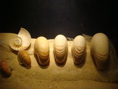 -亚龙湾中心广场·贝壳馆