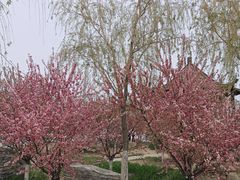 -天津东丽湖风景区