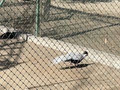 -银树楼(紫玉山庄东区店)