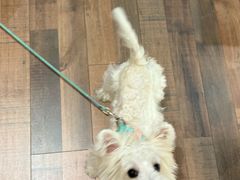 -翊宠yipet猫狗购宠庄园犬舍•猫舍