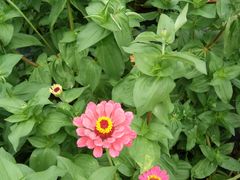 -北纬44度·金珠花海休闲农业旅游景区