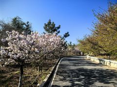 -樱花山风景区