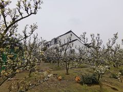 -树山生态村