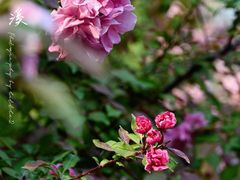 -海棠花溪(元大都城垣遗址公园)