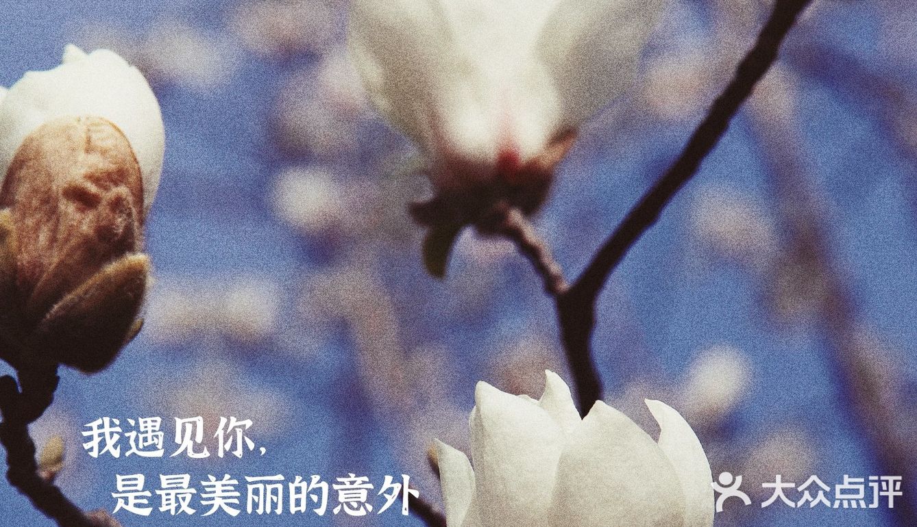 玉兰飘香，拉响春日协奏曲：魔都市花绽放啦！