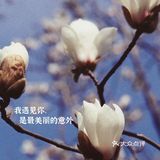 玉兰飘香，拉响春日协奏曲：魔都市花绽放啦！
