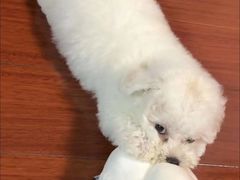 -唐小姐の猫狗洗护·购宠旗舰店(周浦万达店)