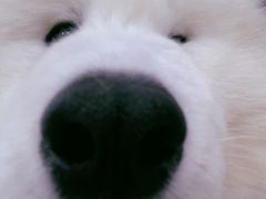 -星多哈·狗咖·拼豆·咖啡