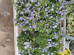 -桂林市花鸟市场