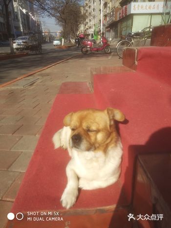 狗狗在店前安静的等着主人