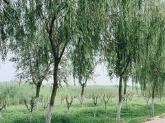 -西青郊野公园