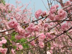 -天适樱花悠乐园