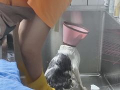 -格蕾宠物医院24H·猫科·肿瘤科·骨科中心(福州总院)