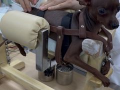 -西安京西宠物医院·瘫痪·疑难杂症