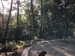 -铁山坪森林公园